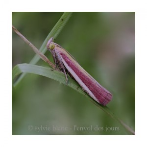 crambus 11 ©sb .2013