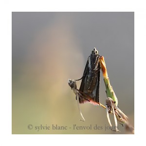 crambus 12 ©sb .2013