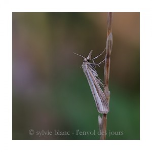 crambus 8 ©sb .2013