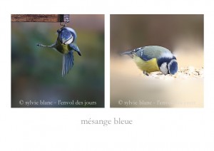 mésange bleue 1