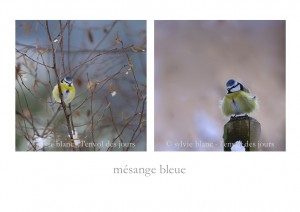 mésange bleue 2