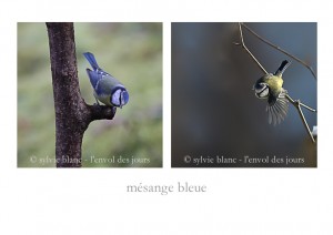 mésange bleue 3