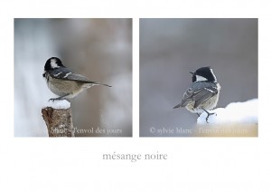 mésange noire