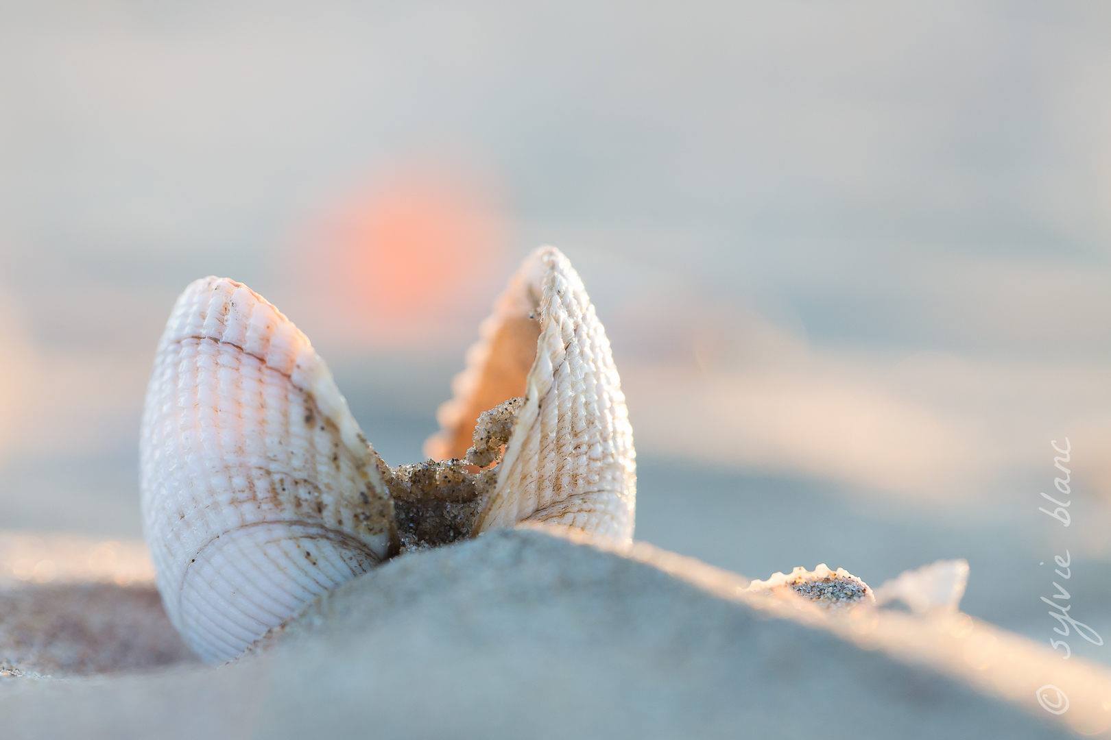 du sable pour écrin